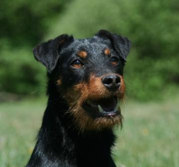 TERRIER DE VANATOARE GERMAN